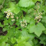 Mooie Ribes